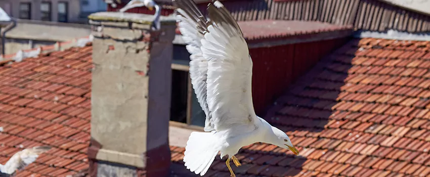 Residential Chimney Animal Removal Solution in Sioux City, IA